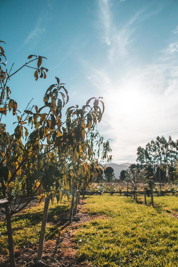 Hotel Woodside Orchard Greytown Zewnętrze zdjęcie